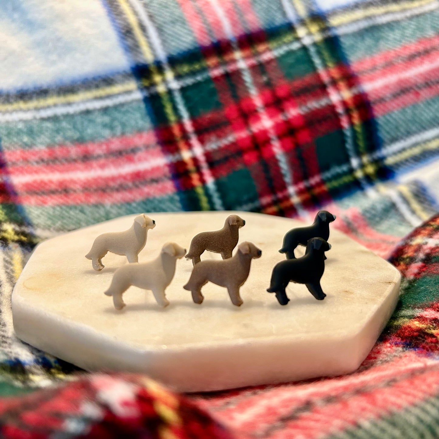 Labrador Retriever Studs